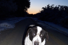 Shep