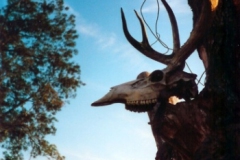buck0