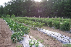 field09