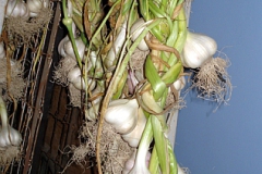 garlic2