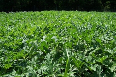 melons2010