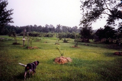 orchard0