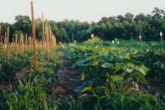 rear_field0