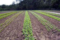 spring07a