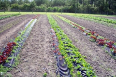 spring07b